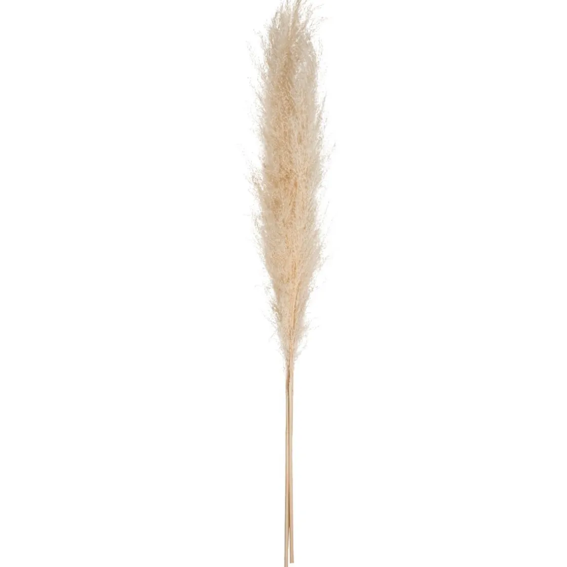 ATMOSPHERA 3 fleurs séchées "Pampa naturelle" Discount