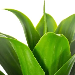 ATMOSPHERA Aloe vera artificiel Best
