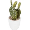 ATMOSPHERA Plante succulente & cactus